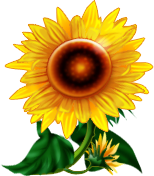 big center sunflower