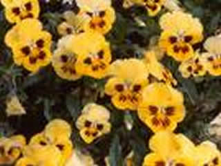 pansy