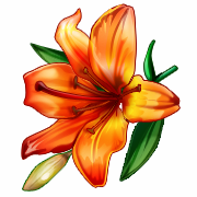 orange orchid