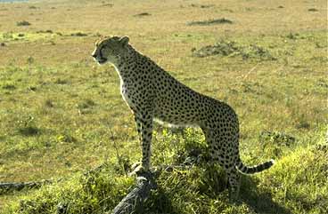 cheetah